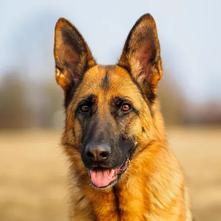 بيت للعطل Mansion With Pool, Neblon